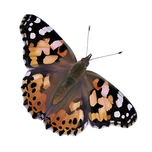 Insect Lore Butterfly Garden with Two Cups of Live Caterpillars, Life Cycle Figurines, English and Spanish Butterfly STEM Activity Journals | 10 Painted Lady Butterfly Baby Caterpillars