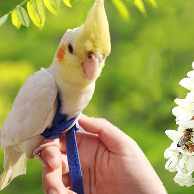 Parrot Harness and Leash Set - Elastic Rope with Green Adjustable Harness Cute Wing, Suitable for Medium Size Bird Like Small Red-Breasted Parakeet, Caique, Mini Macaw