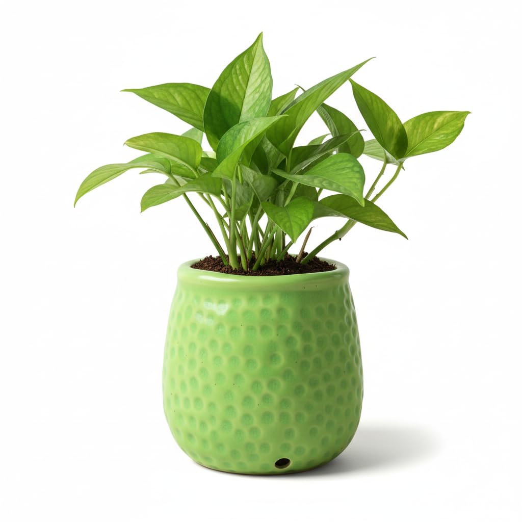 CERAMIQA 4 Inch Ceramic Succulent Planter Pot with Drainage Hole, Small Indoor Plant Pot, Mini Round Flower Pot for Cactus, Herbs & Houseplants, Modern Decorative Planter for Garden (Lime Green)