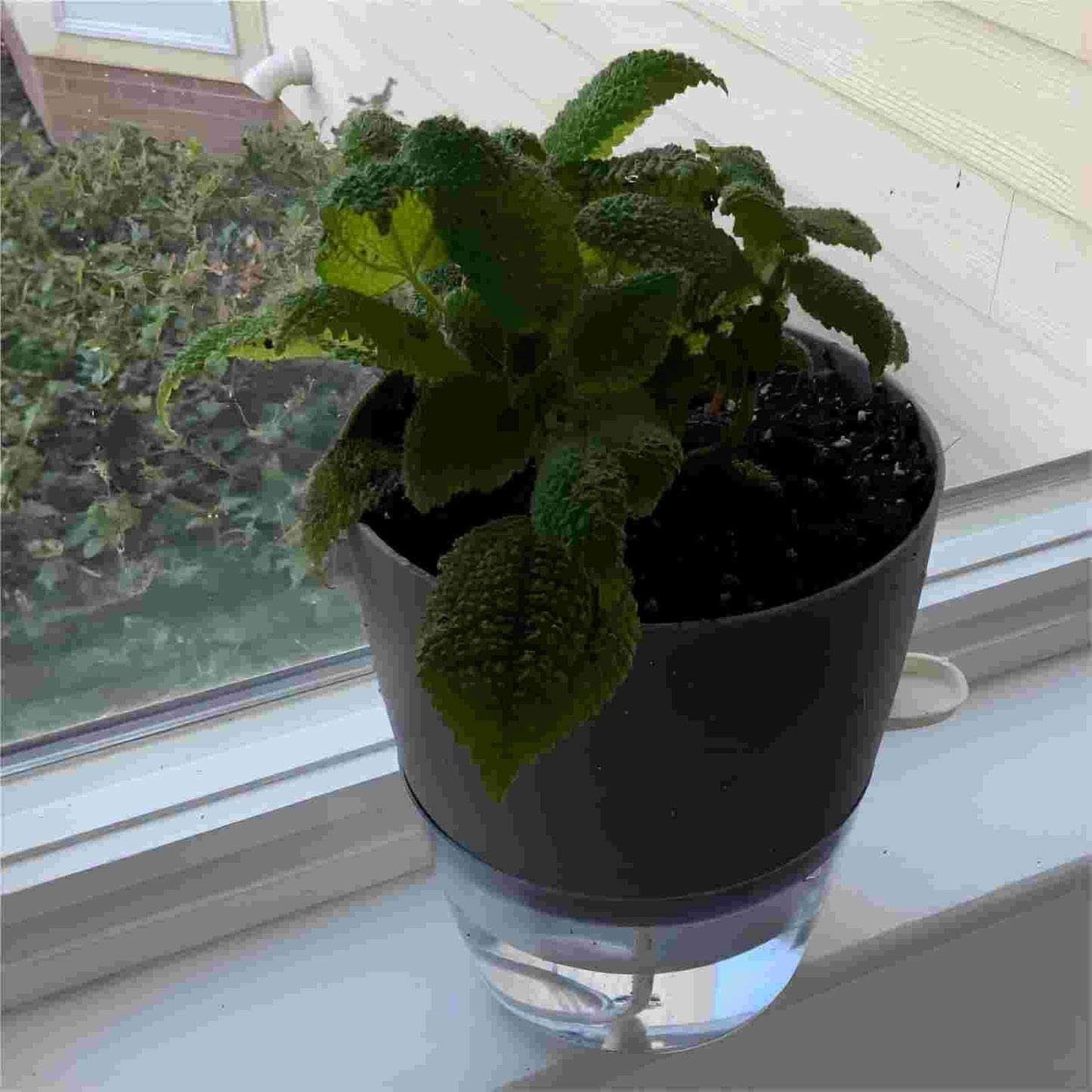 HAKZEON 6 Pack 6 Inch Plastic Self Watering Pots for Indoor Plants, Self Watering Flower Pots with Wick Ropes, Double-Layer Self Watering Planter Pots for Plants, Flowers, Herbs