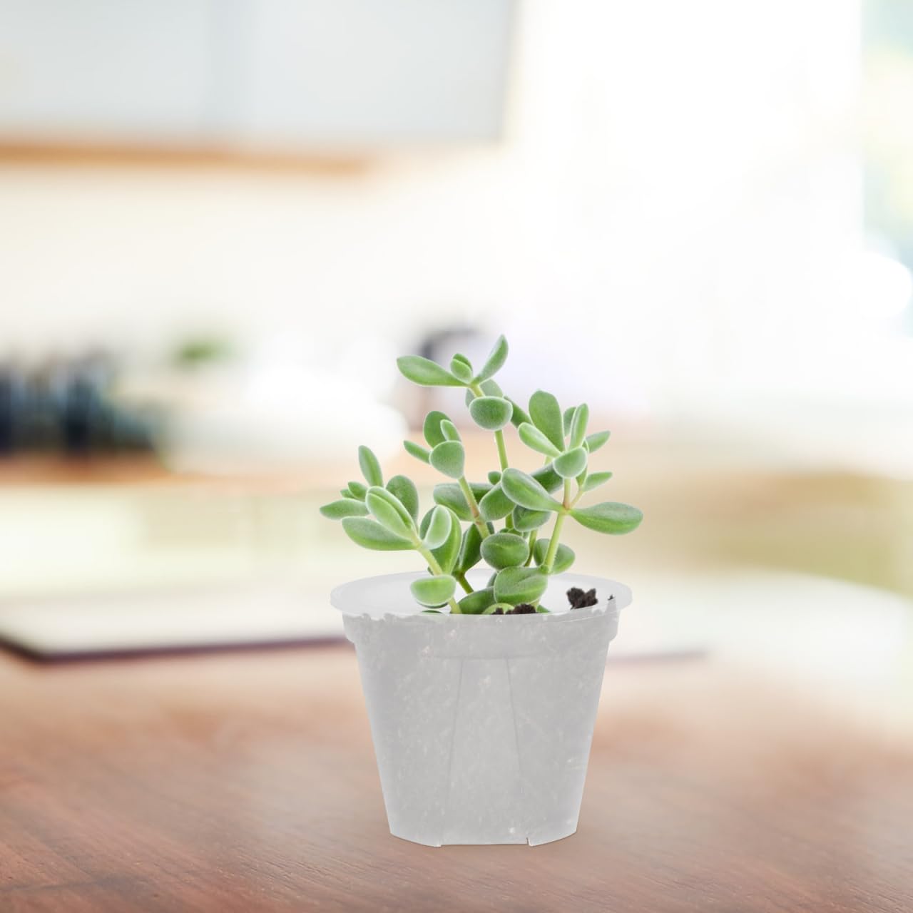 Alasum Transparent Planter Pots with Drainage Holes 10 Pack Clear Plastic Nursery Pots 3.93X3.93X3.14In for Succulents Cactus Orchid Small Flowers Root Control for Home Office