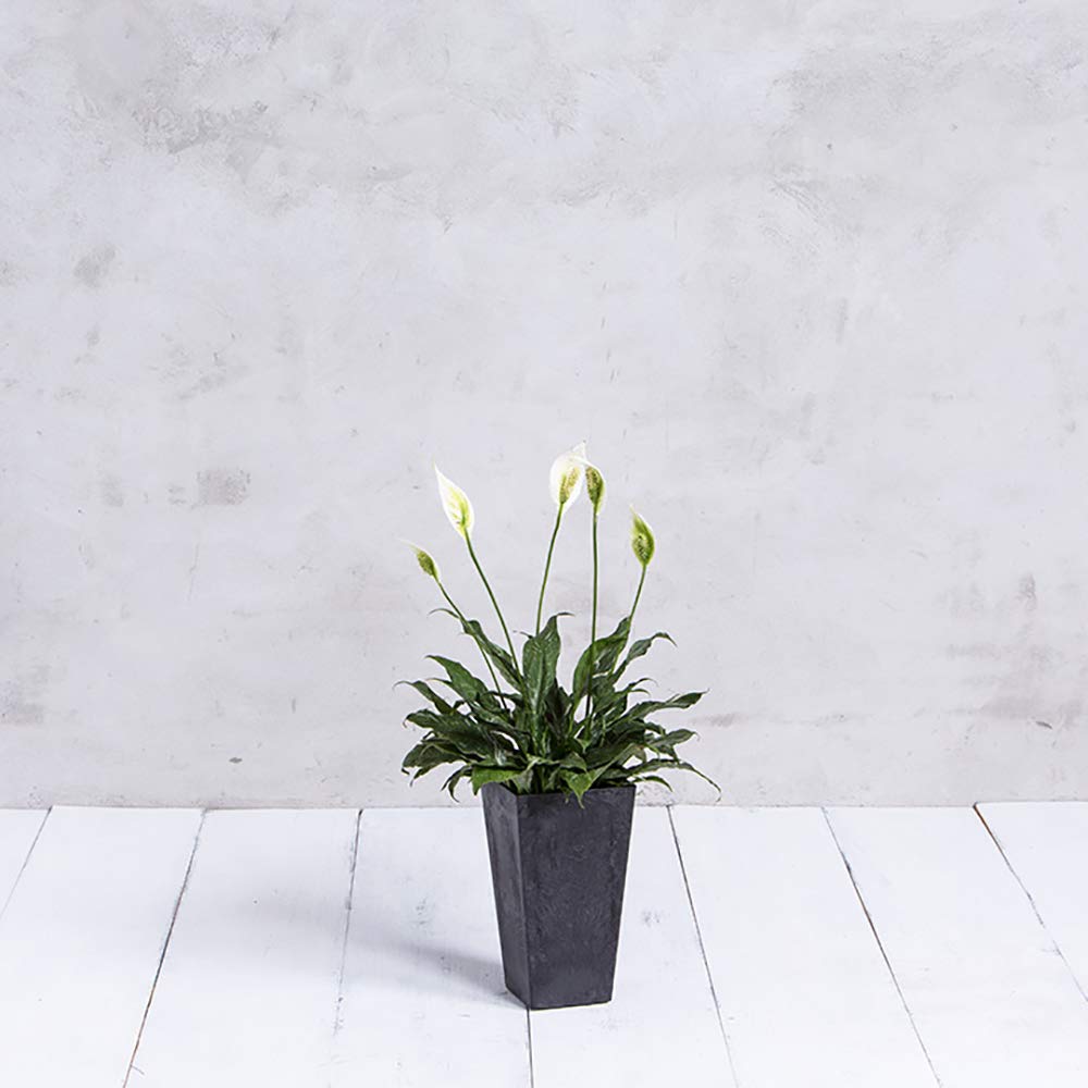 Root & Vessel, Ella Tall Planter, Black, 13.5"