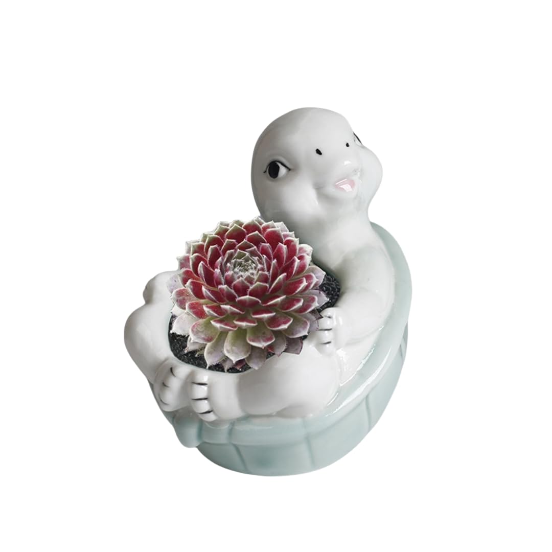 ourhommie Turtle Succulent Planter Pots Ceramic Air Plants Holder Cute Flower Cactus Display Container Miniature Plants Pot Small Pottery Bonsai Pot Home Garden Decor for Plants Lover, No Plant