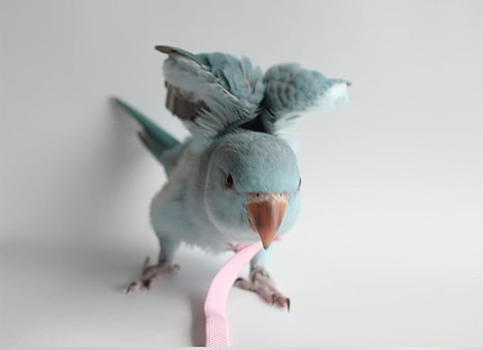 Pet Parrot Bird Harness Leash Adjustable Bird Flying Harness Traction Rope with Cute for Parrots Budgerigar Lovebird Cockatiel Mynah Outdoor Training Toy (Cockatiel/Green-cheeked Conure,Pink)