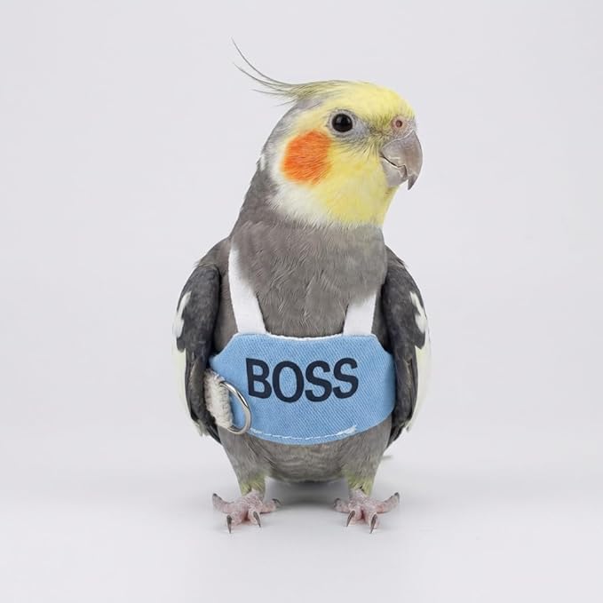 2 Pack Bird Flight Suit Vest, Adjustable Parrot Harness Clothes with Cute Design, Anti-Bite Outdoor Training Outfit for Parakeet, Cockatiel, Conure, Quaker, Budgie (XXL,with Leash)