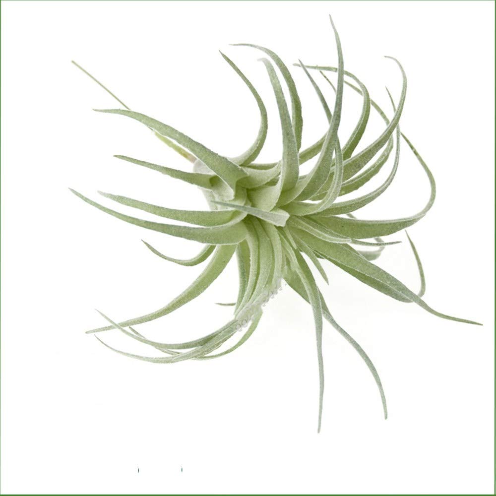 EBUYOM 2 PCS Artificial Succulents Plants Unpotted Fake Flocking Tillandsia Air Plants Succulent Bromeliads Bouquet Arrangements Faux Plants DIY for Garden Terrarium Decor Home Decoration Green