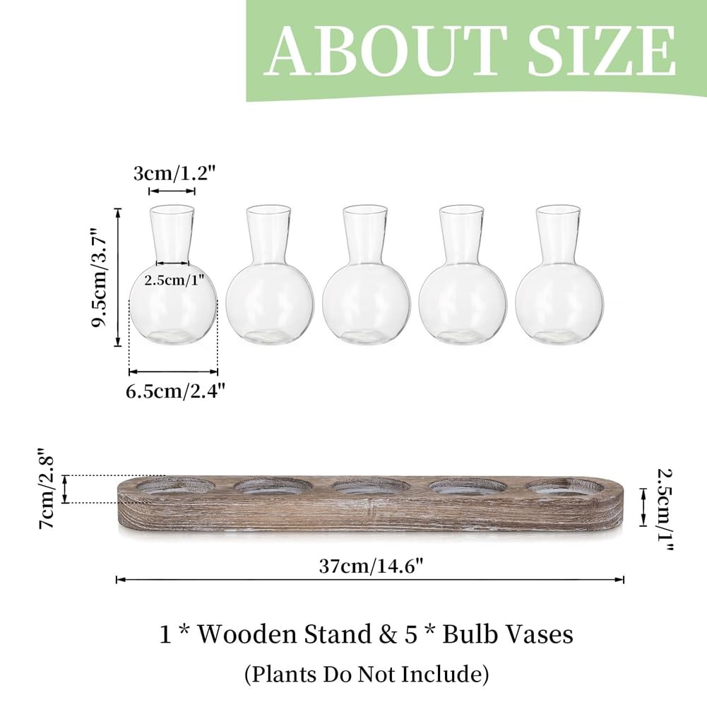 Beranosoer Propagation Station Glass Vases Decoration: 5 Plants Terrarium with White Washed Wooden Tray for Living Room