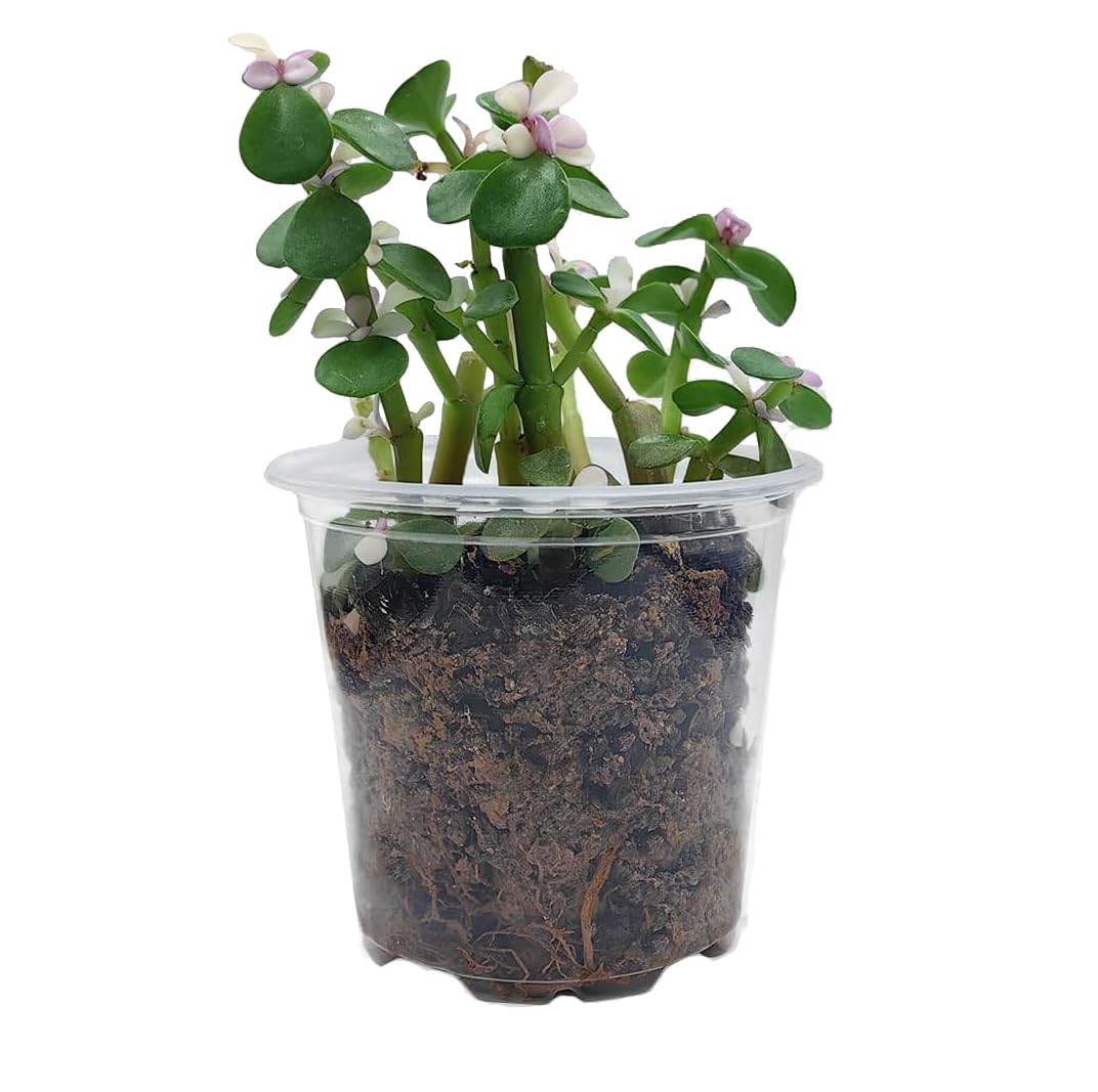 MIP Ceramic Planter Plant Pot with Plastic Liner Gift Please Don't Die (Black)