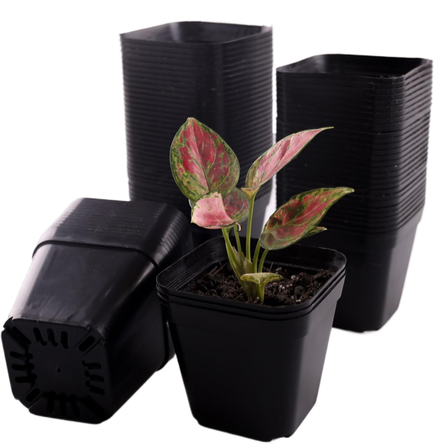 Tulpeed 100 Packs Square Nursery Pots for Plants 4 Inch Succulent Plant Pots Set Plastic Seedling Starting Pots with Drainage Holes Nursery Pots Variety Pack Flower pots Planter Seed Starter, Black