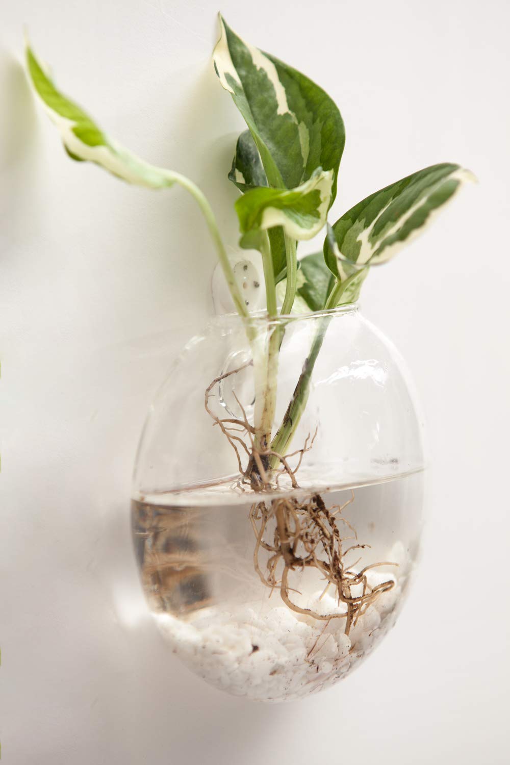Mkono Wall Hanging Glass Terrariums Planter Oblate Flower Vase for Hydroponics Plants, Bathroom, Home Office Living Room Decor, Set of 2（Plants not Included）