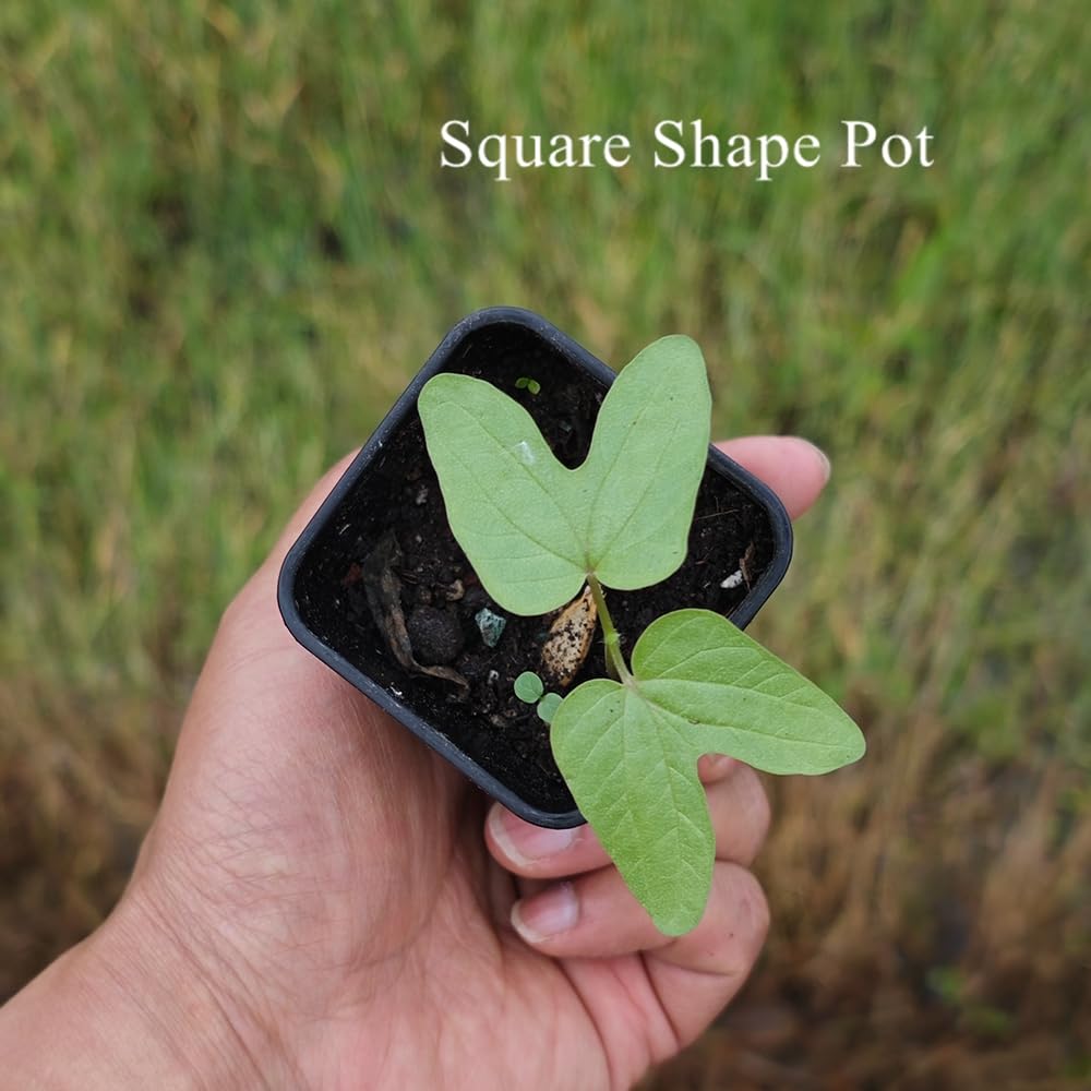BangQiao 120 Pack 2.40 Inch Small Black Plastic Square Nursery and Seedling Pot, Deep Transplant Seed Starter Planter with Drain Hole for Germination, Herb, Succulent