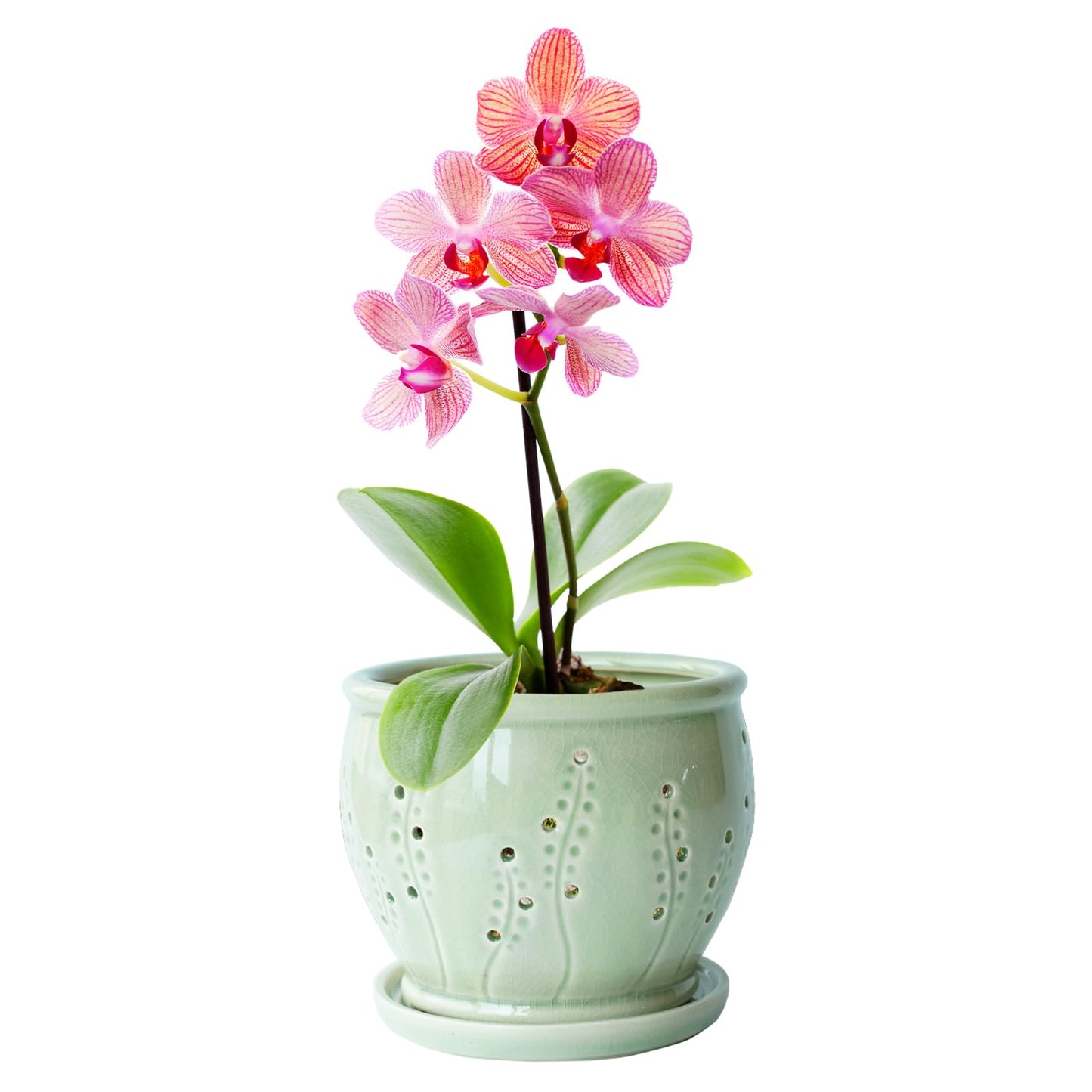 Ceramic Orchid Pot 6.3 Inch, Orchid Pots with Holes, Large Plant Pot for Repotting, Ventilation Holes Breathable for Roots, Durable Ice-Cracked Glaze Ceramic Planter Pot (Grass Green)