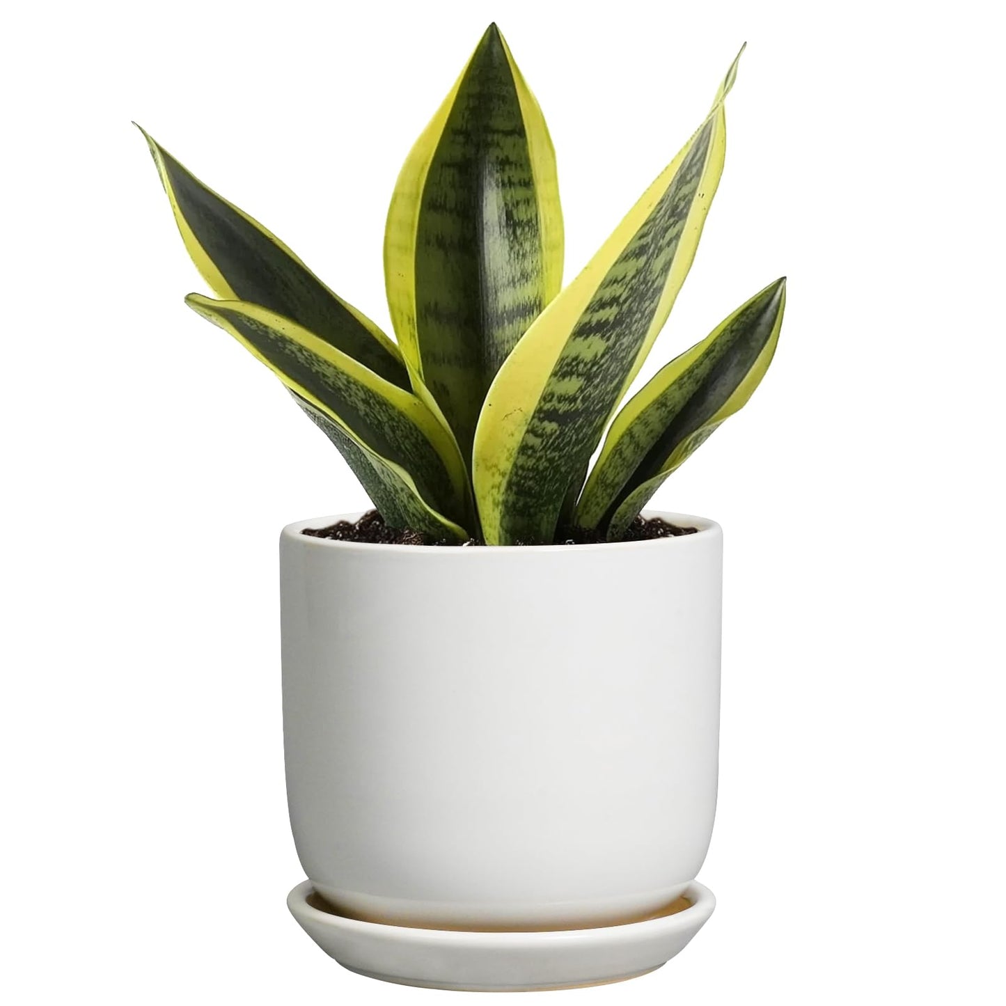SUNPOTFOR Indoor Plant Pot 5 Inch - Round Ceramic Planter for Succulent Plants with Drainage Hole and Saucer, Modern Home Decor, White