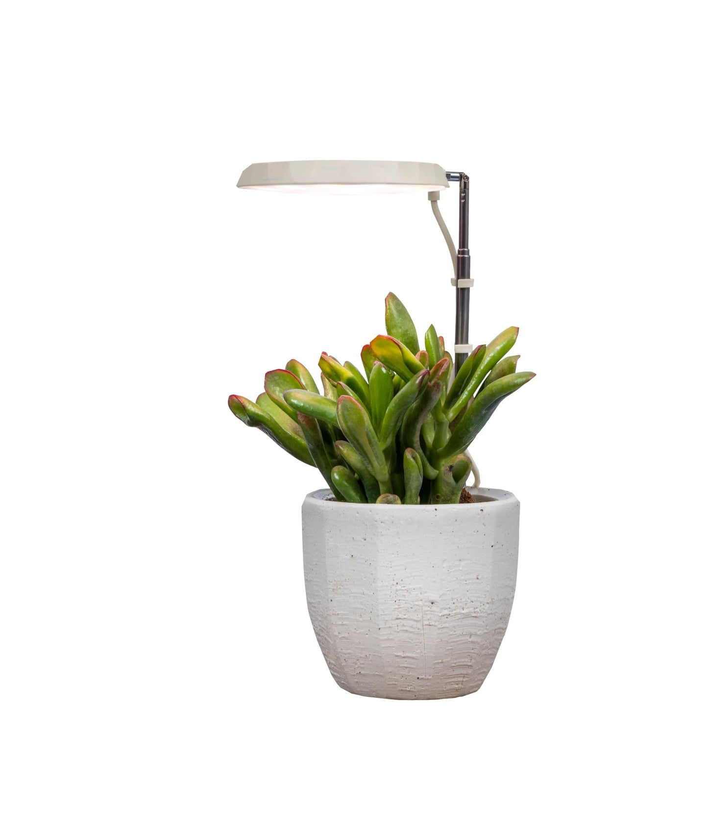 AeroGarden Stem Grow Light for Indoor Plants, Grow Live Plants Anywhere in The Home, Adjustable Light Modes, Cream