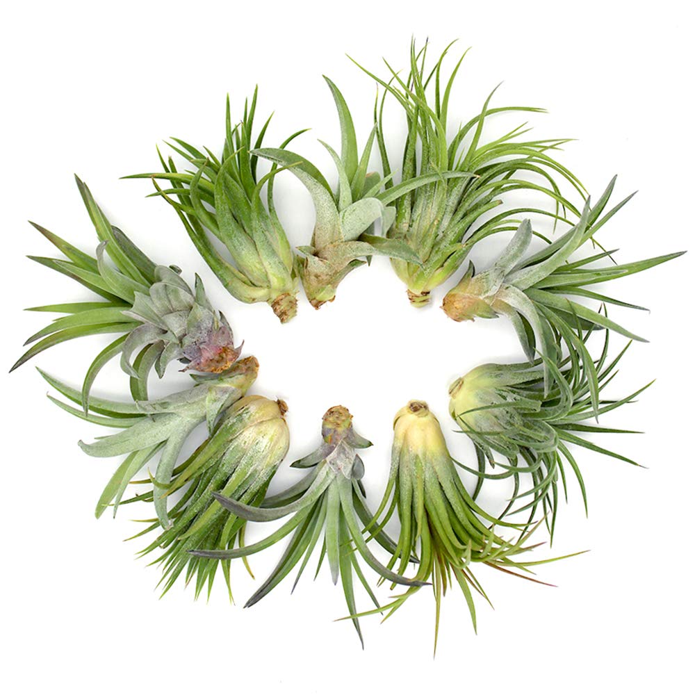 5.75" Puppy Dog Shaped Glass Terrarium Kit with Live Tillandsia Air Plant and Bright Colored Reindeer Moss (Pink)