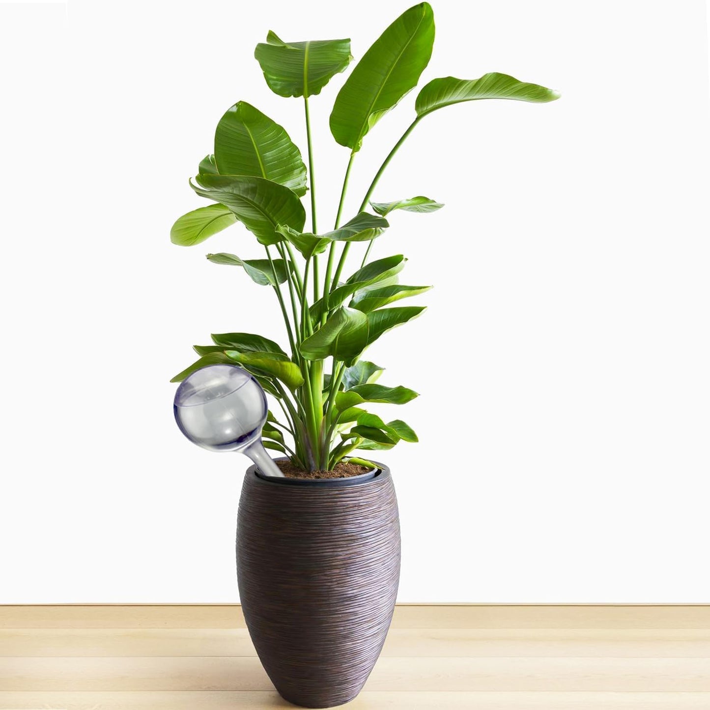 Dorphy Self Watering Globes for Plants - Automatic Watering Bulbs for Indoor & Outdoor Potted Plants, Vacation Plant Care, Water Conservation Device