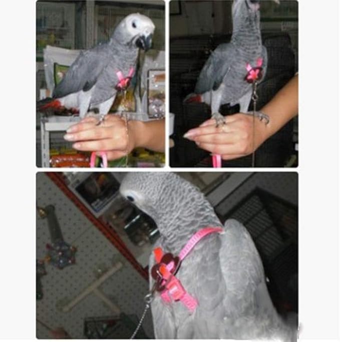 Adjustable Harness Leash for Birds 2Pack Nylon Anti-bite Outdoor Training Walking Control Rope for Parrot African Grey Cockatoo Macaw Ringneck Parakeet Cockatiel Reptile Lizard (Blue+Purple)