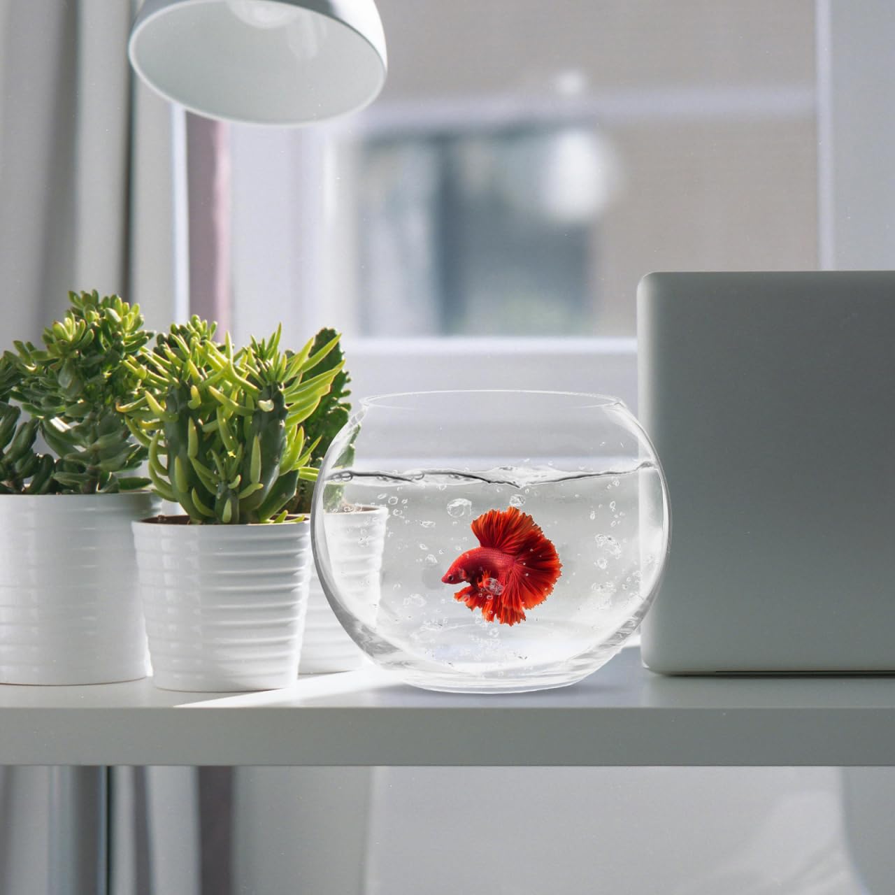Baluue Round Glass Fish Bowl 5.90 Inch Clear Bubble Vase Terrarium Planter for Hydroponic Plants Flower Display Home Office Decor Compact Design