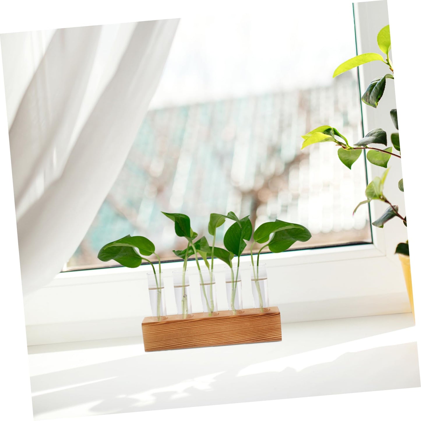 Homoyoyo 1 Set Clear Hydroponic Glass Vase for Decorative Planting - Ideal for Centerpieces - Air Plants and Flower Propagation Elegant Terrarium Planter for Home and Office Decor