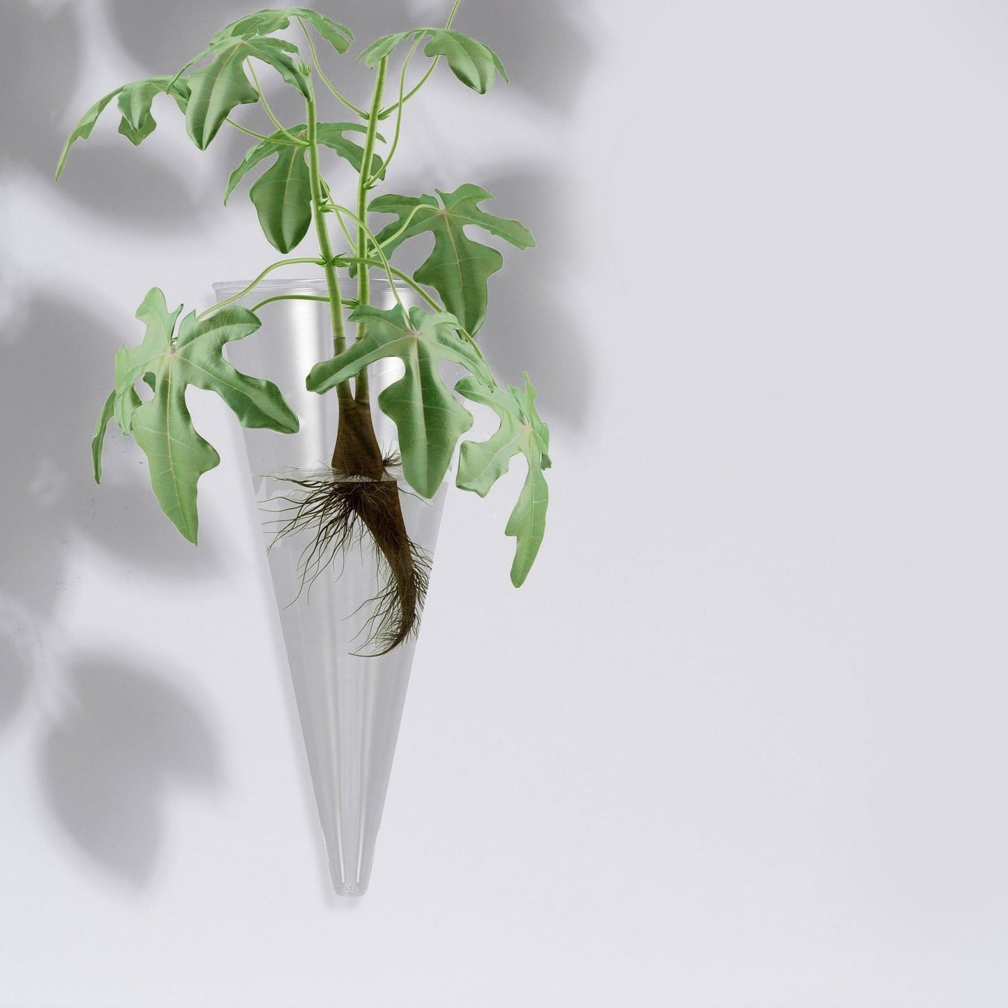 Homoyoyo Clear Glass Cone Vase - Wall-Mounted Terrarium Planter for Stylish Plant Displays for Flower Arrangements and Home Decor Unique Circular Design for Indoor Gardens