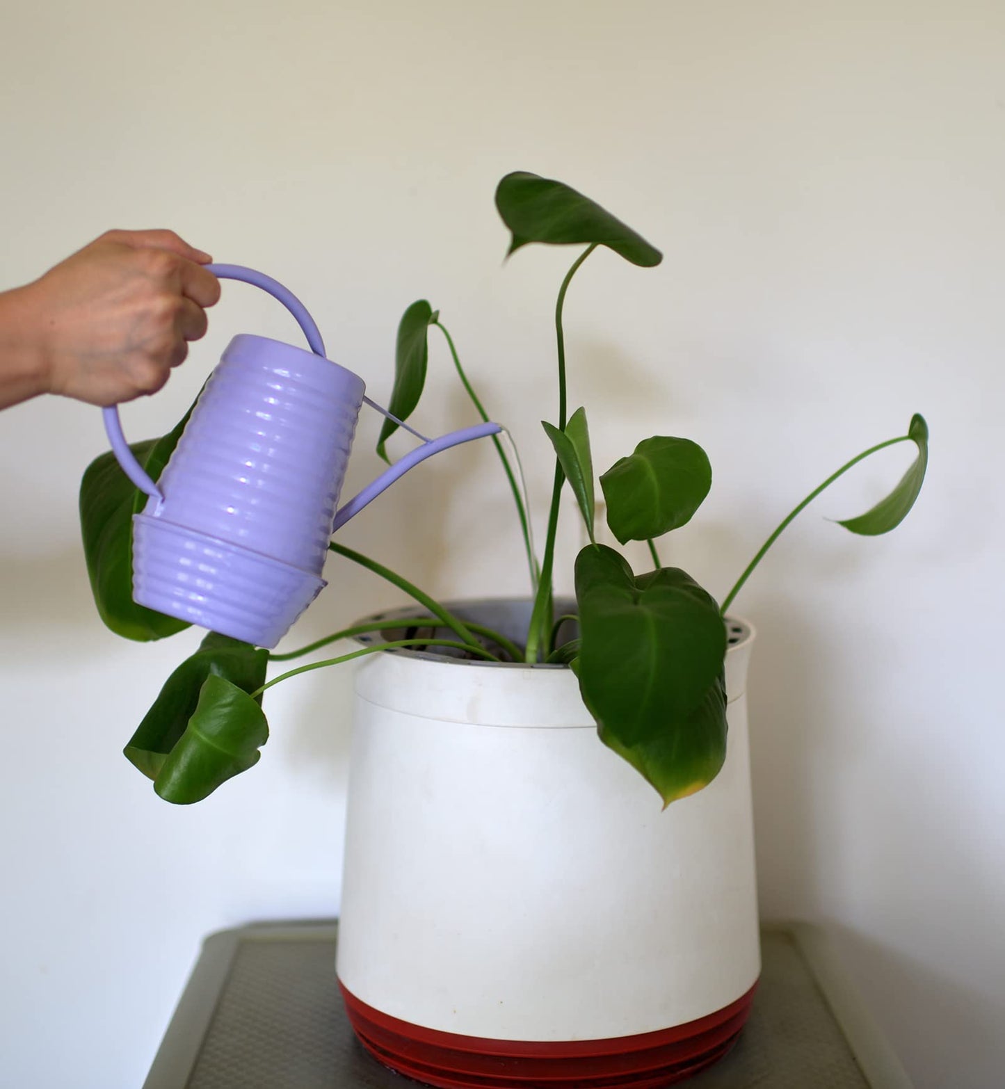 HORTICAN Small Watering Can, 0.3 Gallon/34oz., Violet Purple, Galvanized, Indoor Water Can, Metal Watering Can with Long Spout, Plant Water Can for Indoor Plants