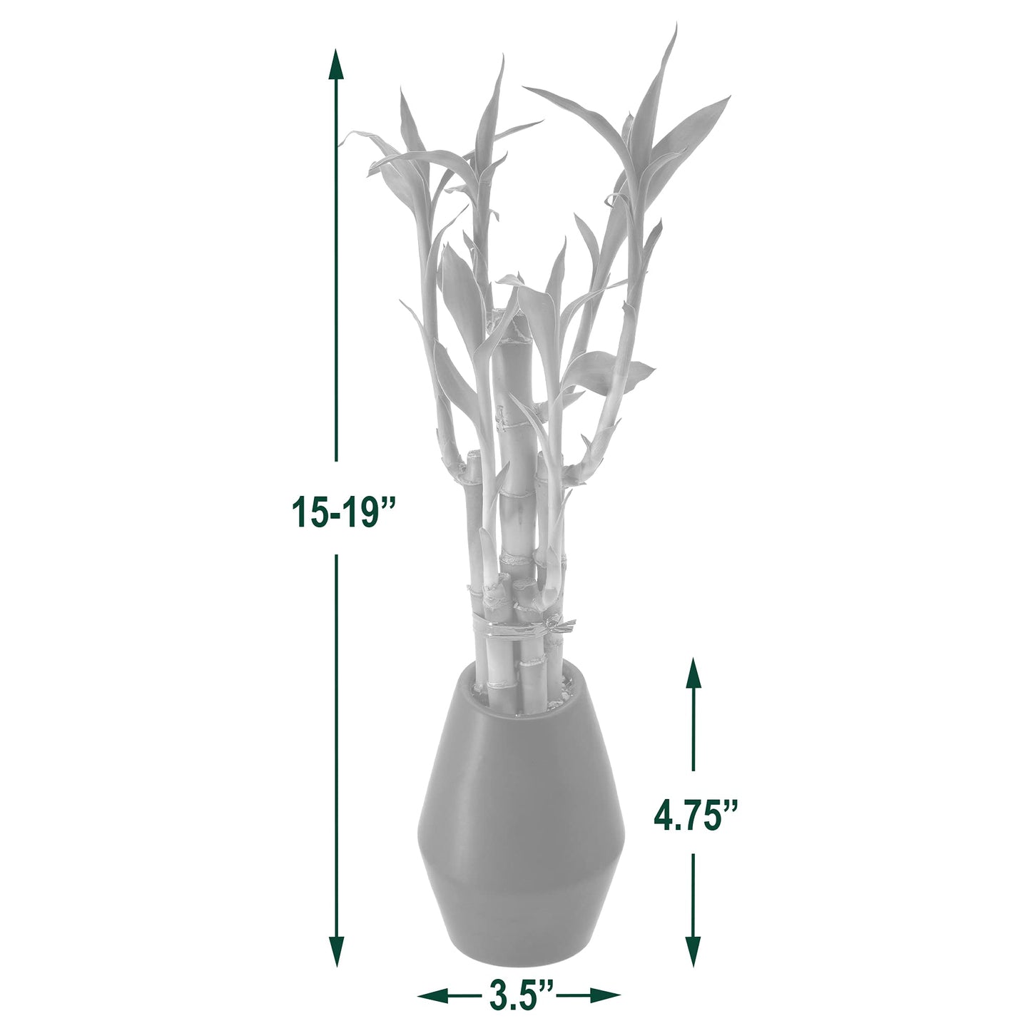 Arcadia Garden Products 5-Stem Lucky Bamboo, Live Indoor Plant in Dimension II Ceramic Planter for Home, Work, or Gift, Black ***Cannot Ship to Hawaii***