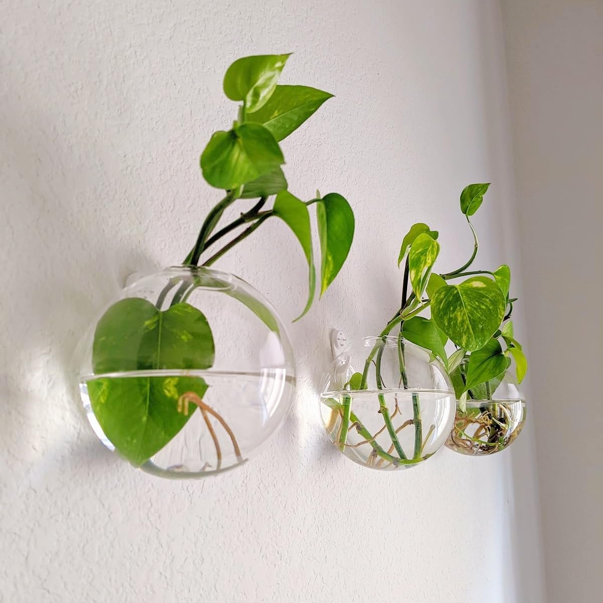 Hanging Wall Planters Pack of 6 Glass Plant Pots Round Wall Vases for Flowers Hanging Propagation Station Glass Plant Holder Wall Terrariums Plant Container