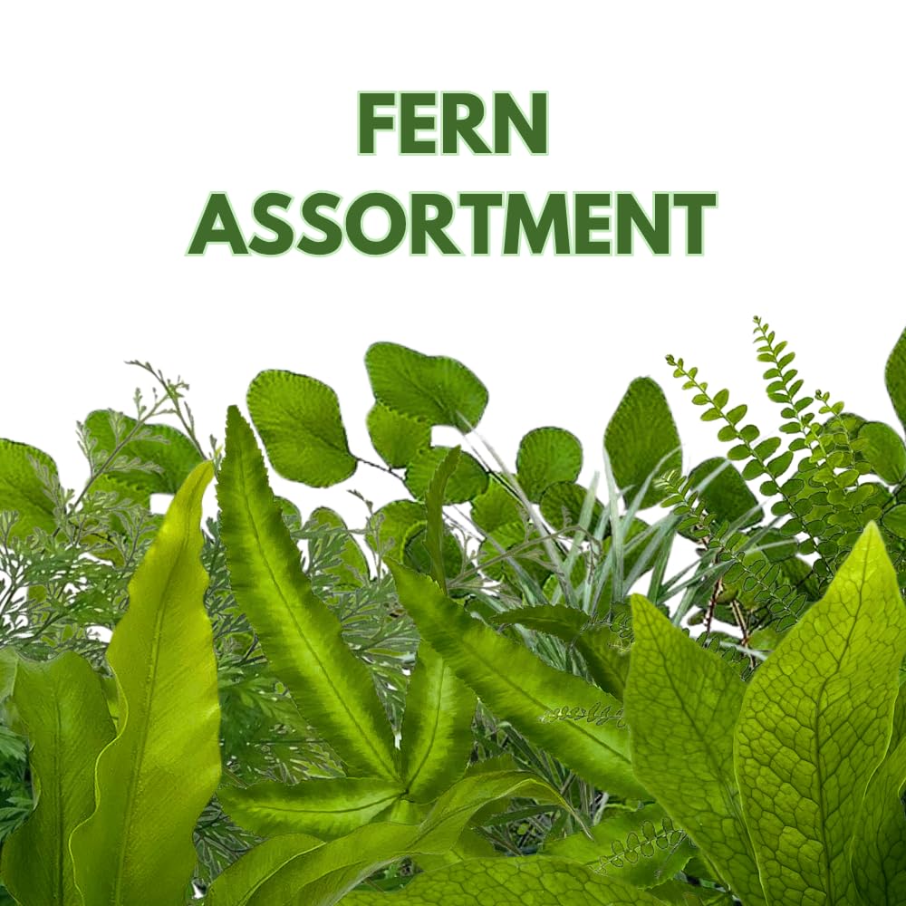 BubbleBlooms Fern Variety Assortment, 6 Different Ferns in 2 inch pots Tiny Mini Pixie Plants