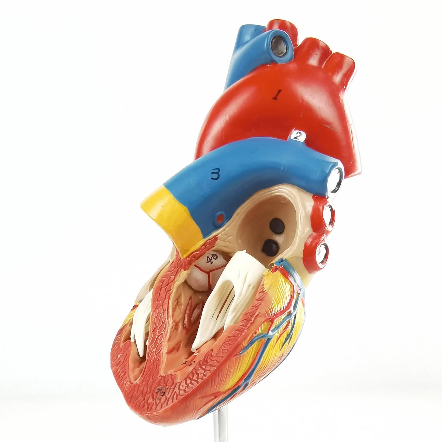 NEW HORIZON 2-Parts Life Size Human Heart Anatomical Model,48 Accurate Numbered Structures Cardiac,Anatomy Model,Number Manual,Magnets,Display Base,for Classroom Cardiology Resuscitation mannequins