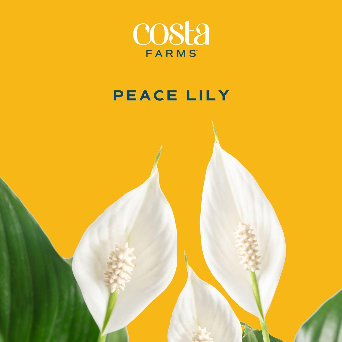 Costa Farms Peace Lily Live Plant in Decorative Pot, Air Purifying Flowering Indoor Houseplant, Perfect for Home, Room, or Office Decor, Great House Warming or Birthday Gift, 14-24 Inches Tall