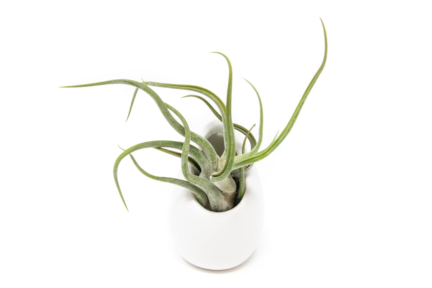 White Ceramic Wall Planter Assorted Air Plants - Live Tillandsia in Holder Succulents Vase - Home & Garden Decor - Easy Care (3 Small Planters with 3 Air Plants)