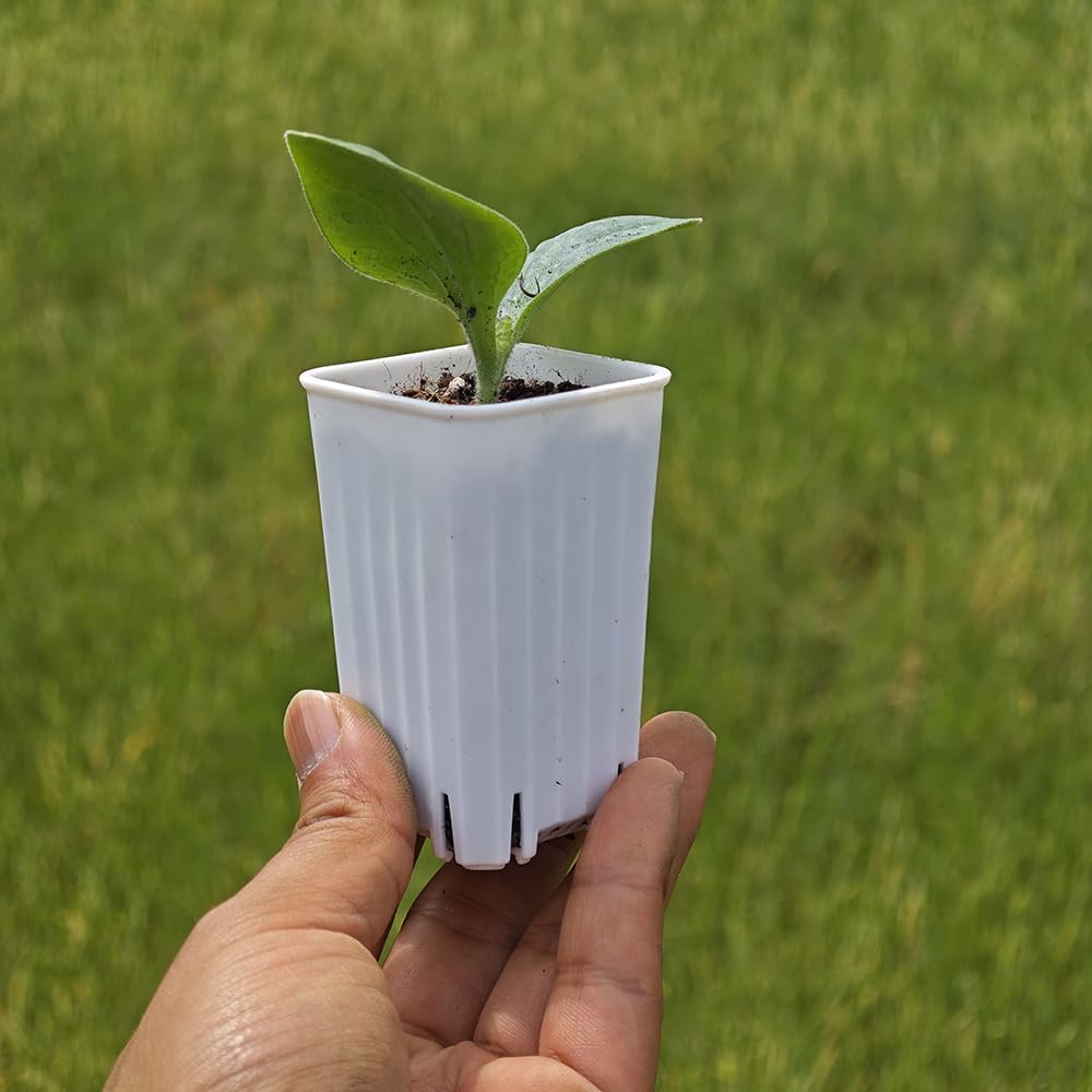 BangQiao 180 Pack 1.95 Inch Tiny White Plastic Square Nursery and Seedling Pot, Mini Deep Transplant Seed Starter Planter with Drain Hole for Germination, Herb, Succulent