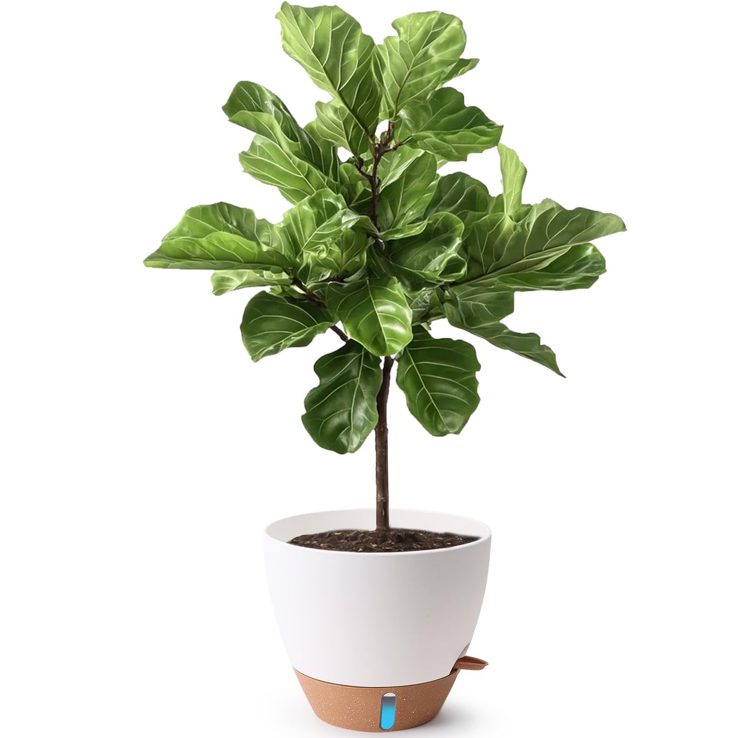 T4U 12 Inch Self Watering Pot - Water Level Indicator & Deep Reservoir, Mess-Free Planter for Busy People, Beginners & Gardeners, Fits Rubber Tree/Fiddle Leaf Fig Plants, Indoor Outdoor Use (White)