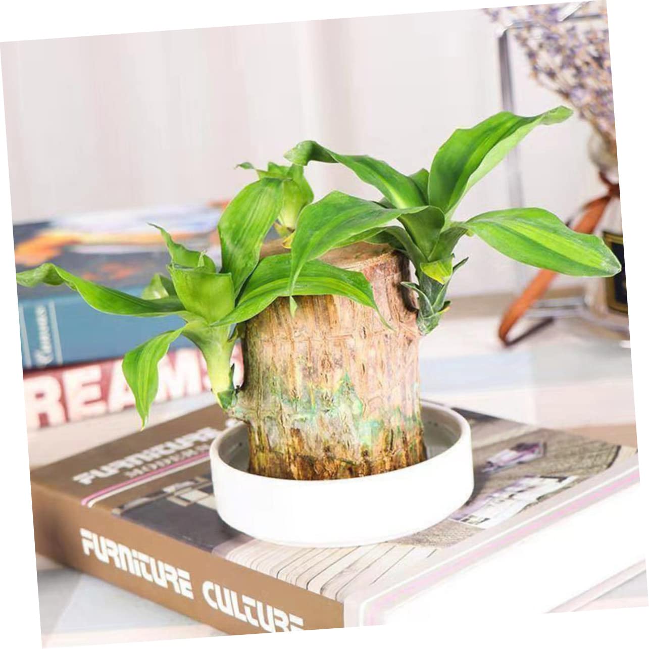 OFFSCH Ceramic Plant Tray for Brazilian Wood Pot 2Pcs - Decorative Saucer for Home and Office Easy to Clean Prevents Water Spillage