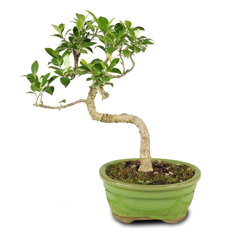 Brussel's Bonsai - Live Golden Gate Ficus Bonsai Tree in Ceramic Bonsai Pot, Indoor Bonsai Plant, 4 Years Old, 5-8 Inches Tall, Easy Care Houseplant for Home or Office (Small, Green)