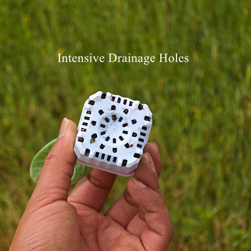 BangQiao 180 Pack 1.95 Inch Tiny White Plastic Square Nursery and Seedling Pot, Mini Deep Transplant Seed Starter Planter with Drain Hole for Germination, Herb, Succulent