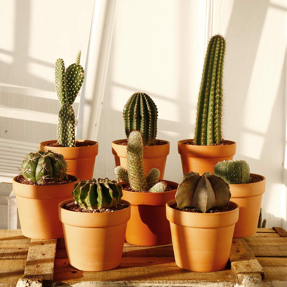 Yishang 4.6 Inch Terracotta Clay Pots Pack of 8 - Mini Hand Craft Nursery Plant Pot Succulent Cactus DIY Pottery Planter Home Garden Windowsill Decoration
