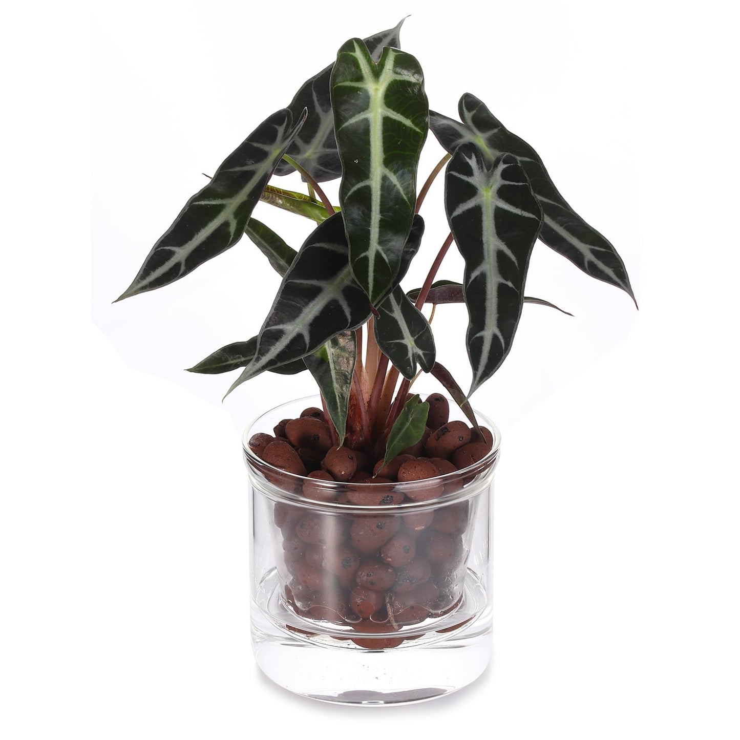 LAZUSAM 4 Inch Self Watering Pot,African Violet Pot,Bottom Watering Glass Planter for Indoor Plants and Progagation
