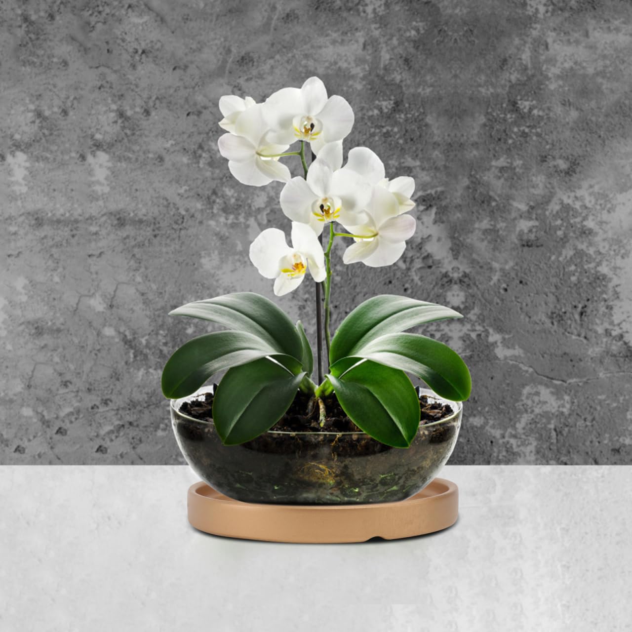 2PCS Gold Ceramic Plant Saucer 6 Inch Round Tray for Succulents, Indoor & Outdoor Plant Flower Pot Drip Tray for Water Drainage