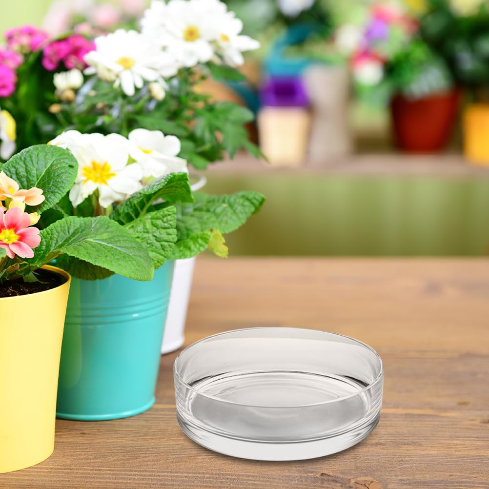 Wide Glass Cylinder Vase, 4" Tall x 8" Wide Thick Heavy Duty Glass Vase for Flower, Plants - Decorative Glass Bowl for Succulents, Indoor Plants, Terrarium, Hydroponic Gardening, Home Decor
