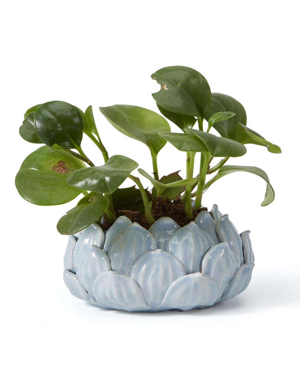 SEINHIJO Indoor Planter Ceramic Succulent Cactus Pot Flower Gift Modern Decor Art for Living Room Office Home Blue 7.1inch