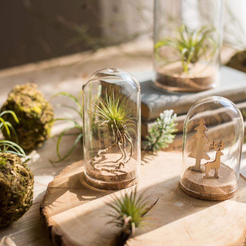 FLAMEER 10Pieces 8x12cm Clear Glass Dome Cover Cloche Bell Jar Succulent Terrariums w/Wooden Cork Base Home Study Room Decor