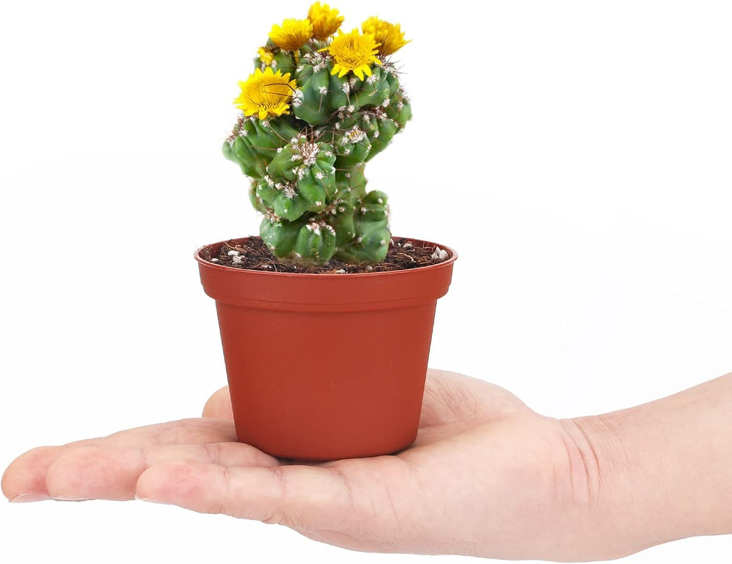 serazat 50 Pack Mini Brown Plastic Plant Pots – 2.16 x 1.97 Inch Nursery Pots for Small Plants, Succulents, Flowers – Ideal for Home & Office Decor