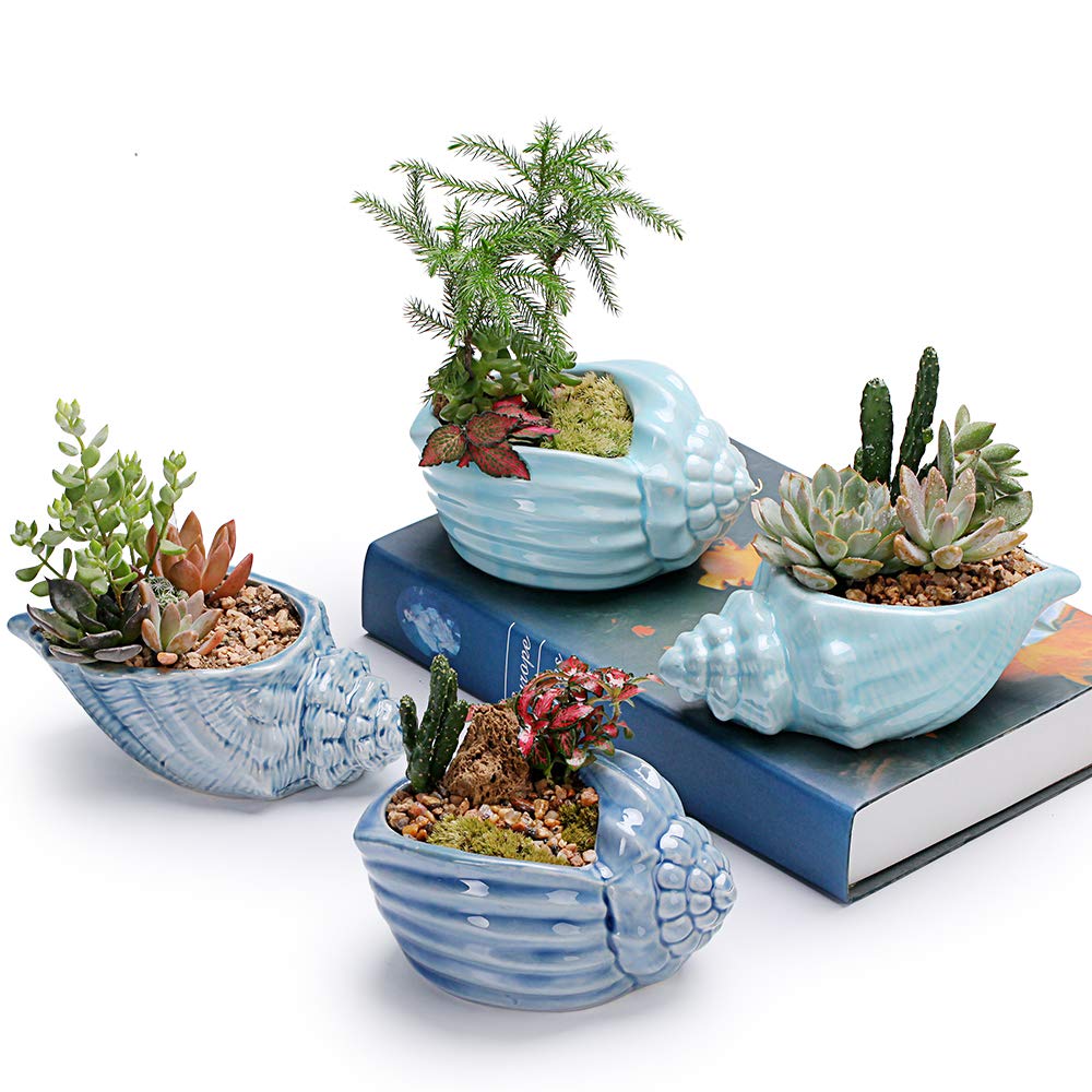 Bonsai Pots 5.5 Inch Blue Conch Ocean Series Ceramic Base Serial Set Succulent Plant Pot Cactus Plant Pot Flower Pot Container Planter With Drainage Hole Gift Idea 4 In Set(Plants Not Included)