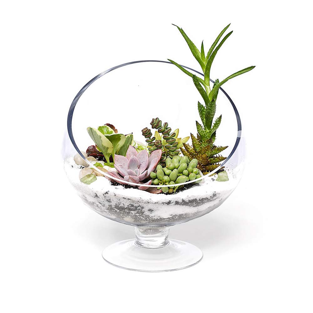 WGV Slant Cut Bowl Glass Vase with Stand, Width 6.5", Height 7", Clear Planter Terrarium, Candy Dish, Fruit Jar for Wedding Party Event, Home Office Decor, 1 Piece