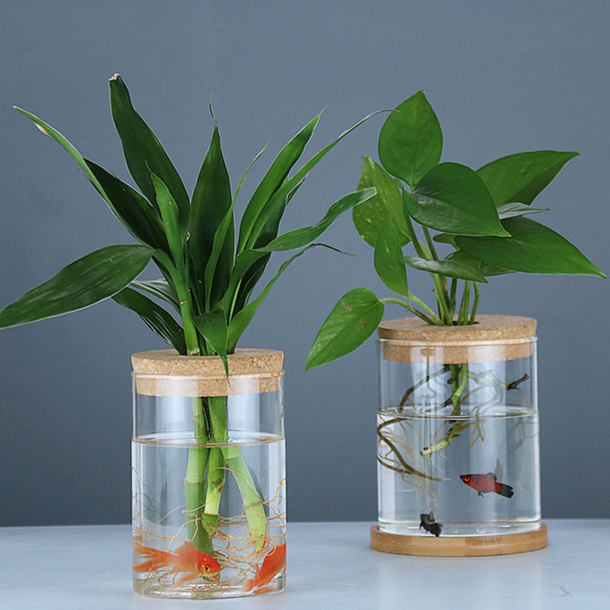 SOLUSTRE 2pcs Glass Flower Vases Hydroponic Plant Pots with Perforated Cork Stoppers 6.5cm X 10cm Indoor Home Decor Moss Terrarium Bottles for Succulent Arrangement