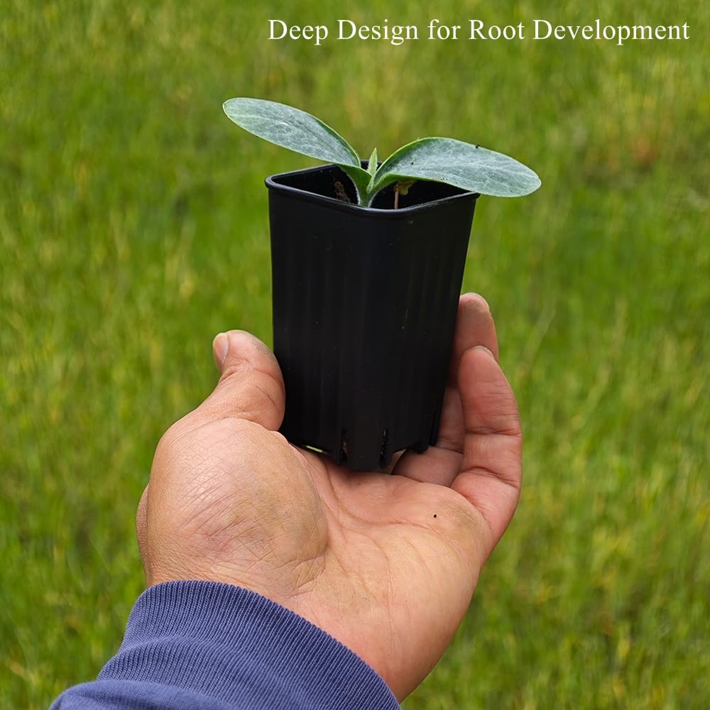 BangQiao 60 Pack 1.95 Inch Tiny Black Plastic Square Nursery and Seedling Pot, Mini Deep Transplant Seed Starter Planter with Drain Hole for Germination, Herb, Succulent