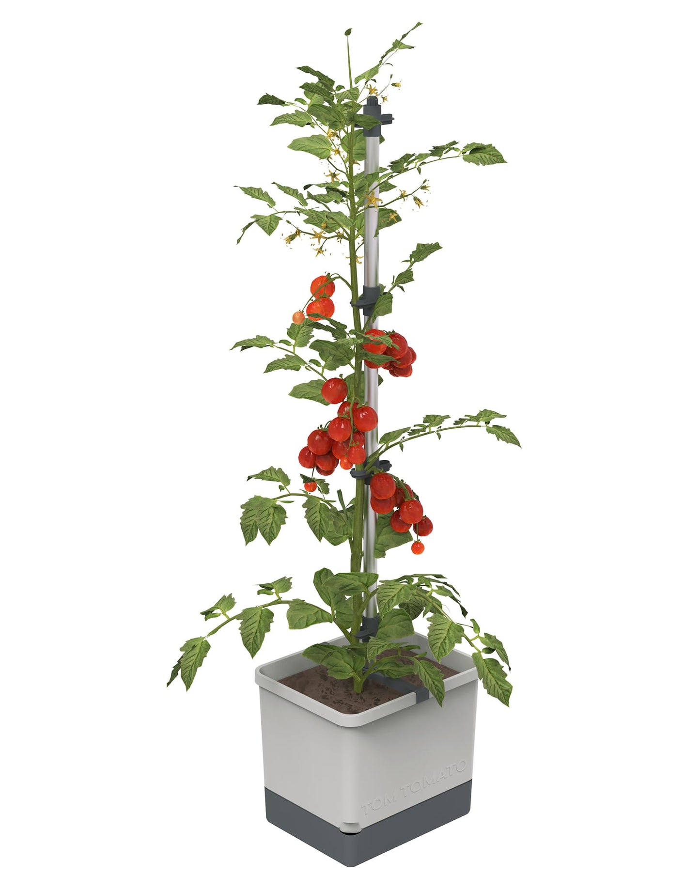 BUZZY Seeds Self-Watering Vertical Tomato Planter with Trellis – 1.2 Gal Reservoir, Large Capacity Planter for Tomatoes & Climbing Plants (Grey)