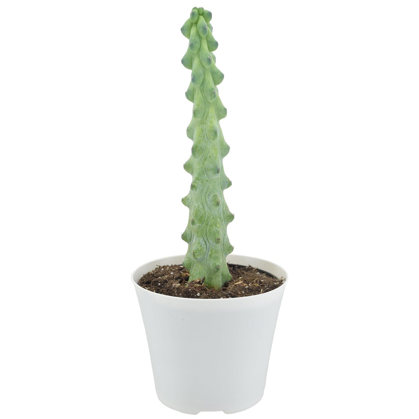 Arcadia Garden Products LV76 4" Boobie Cactus Rare Live Indoor Houseplant in Plastic Pot for Home, Work or Gift, White *** Cannot Ship to Hawaii ***