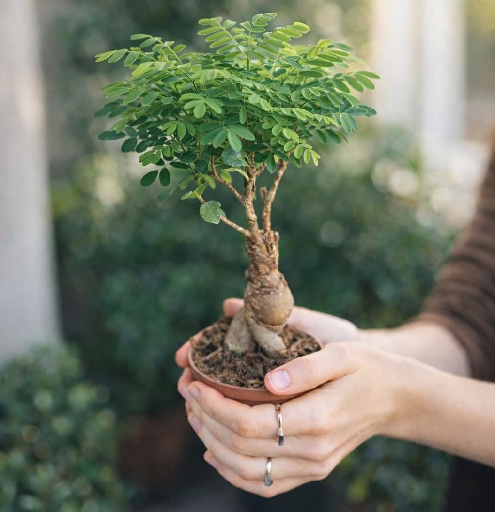 Avergo Bonsai Starter Kit – Growing Jacaranda Bonzai Tree | Complete Indoor Tree Kit for Growing Plants with Tools & Planter – Gardening Gifts for Mother, Women & Men